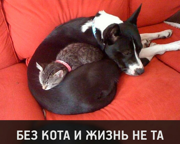 БЕЗ КОТА И ЖИЗНЬ НЕ ТА
