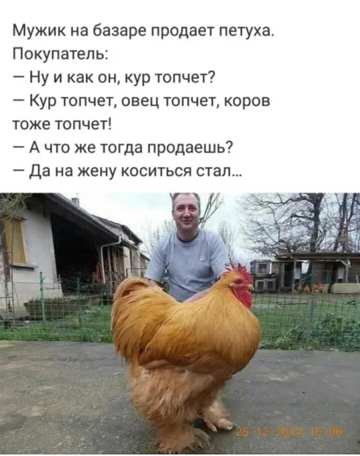 Мужик на базаре продает петуха Покупатель Ну и как он кур топчет Кур топчет овец топчет коров тоже топчет А что же тогда продаешь Да НЗ жену КОСИТЬСЯ СТЗЛ