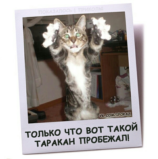 только что вот ТАКОЙ ТАРАКАН правами