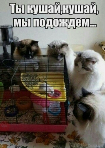 ШП _ мы