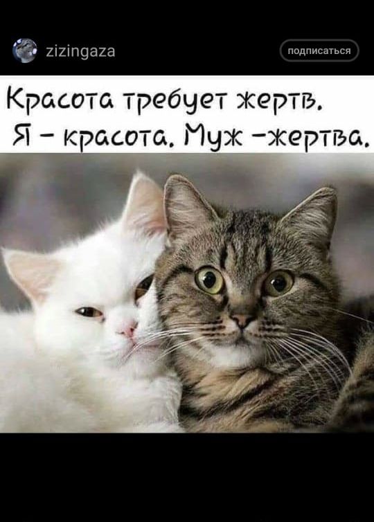 в ищиы Красота требует жертв Я красота Муж жертга