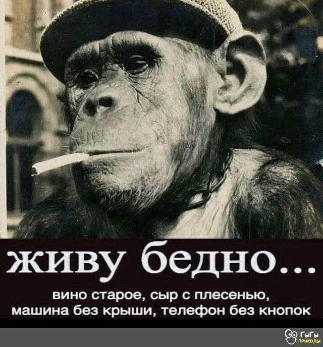 Живу бедно вино строе сыр плесенью машина без крыши телефон без кнопок ешь
