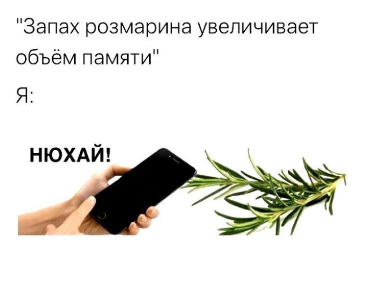 Запах розмарина увеличивает объём памяти Я