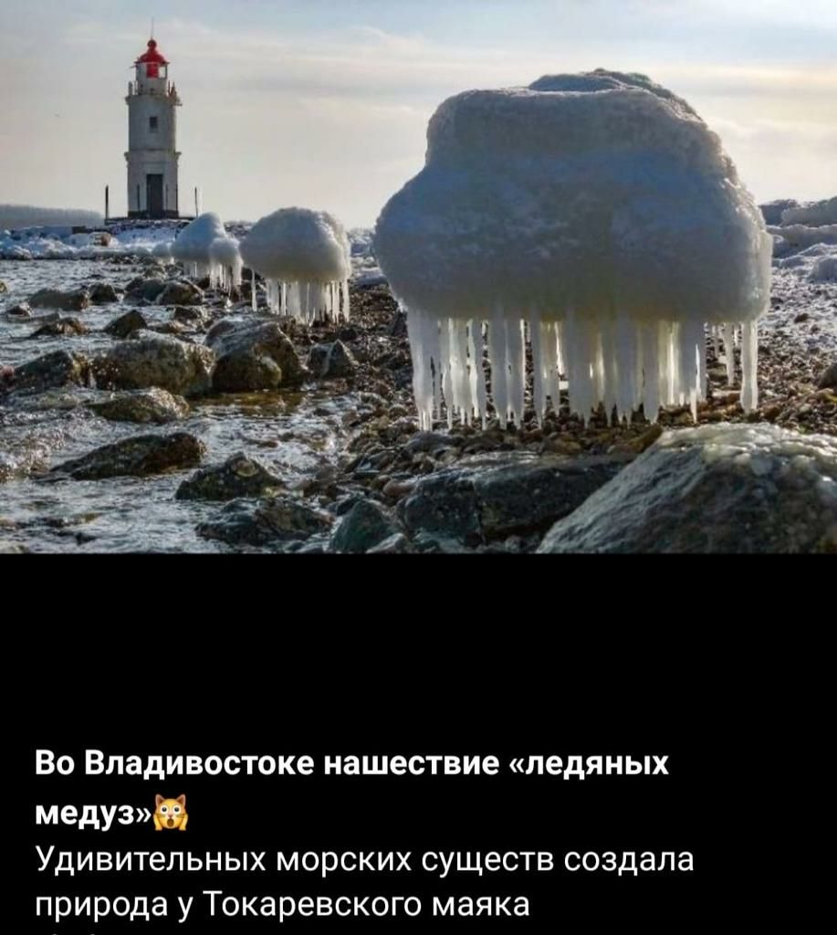 Во Владивостоке чашествие ледяных медуз Удивительных морских существ создала природа у Токаревского маяка