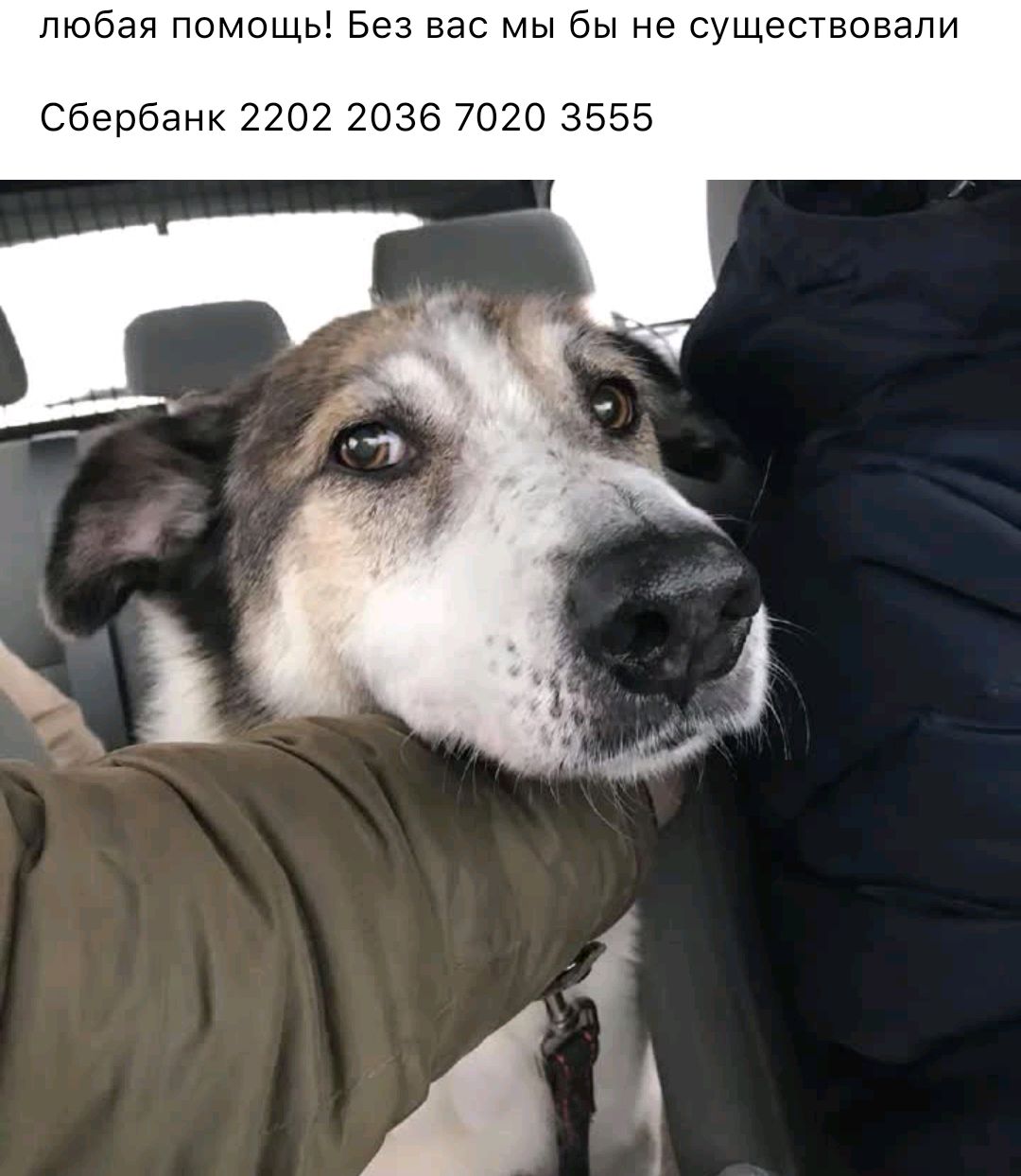 любая помощь Без вас мы бы не существовали Сбербанк 2202 2036 7020 3555