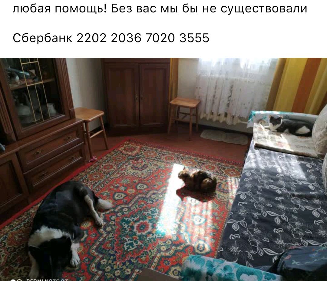 любая помощь Без вас мы бы не существовали Сбербанк 2202 2036 7020 3555