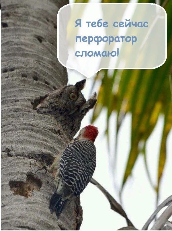 Я тебе сейчас перфоратор сломаю