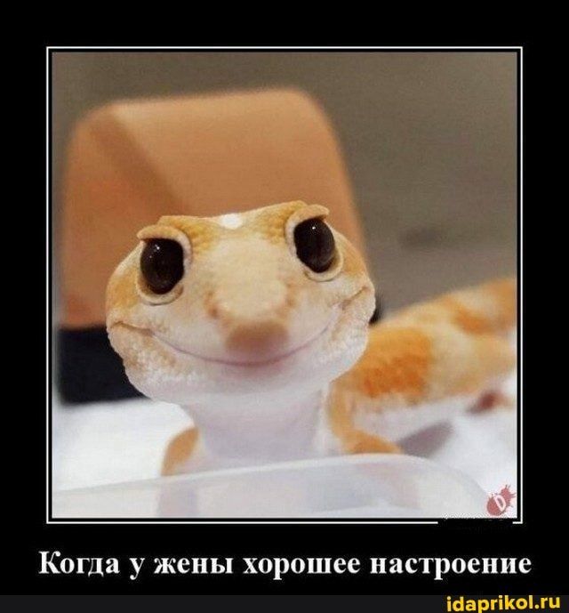 Когда у жены ХОРОПЦСЕ НЕСТРОЕНПС