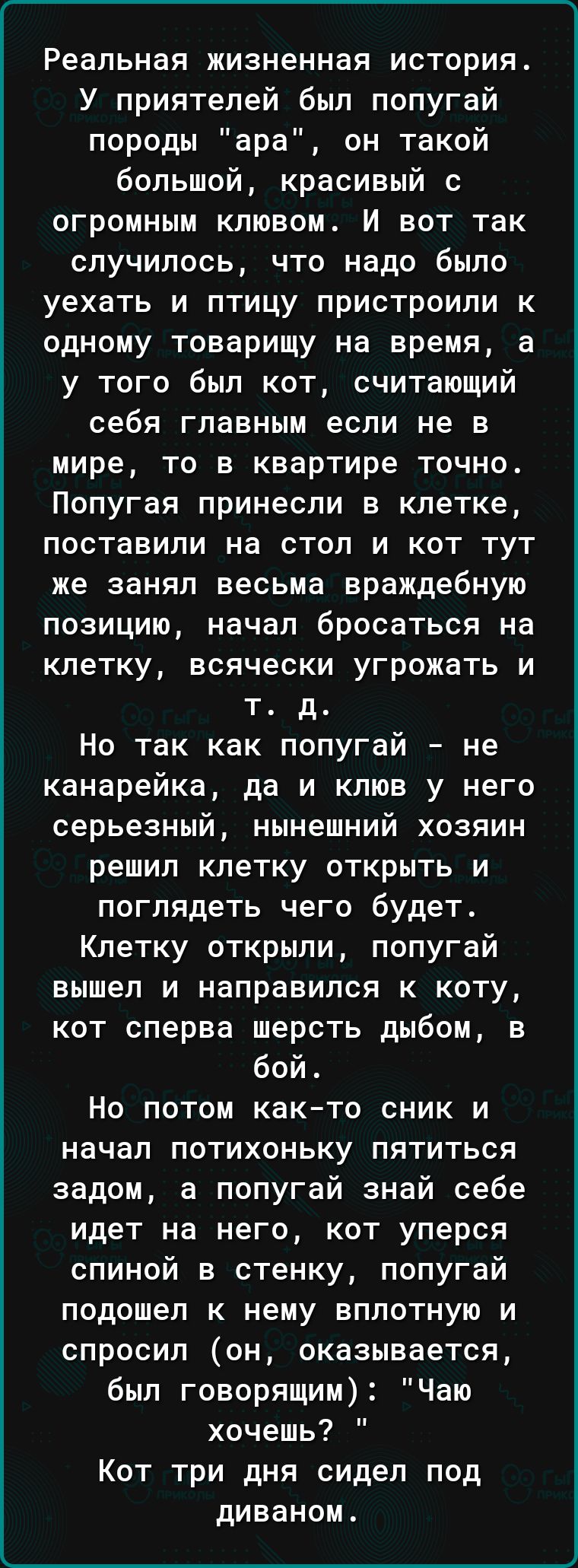 Реальная жизненная история У приятелей был попугай породы ара он такой большой красивый с огромным клювом И вот так случилось что надо было уехать и птицу пристроили к одному товарищу на время а у того был кот считающий себя главным если не в мире то в квартире точно Попугая принесли в клетке поставили на стол и кот тут же занял весьма враждебную позицию начал бросаться на клетку всячески угрожать