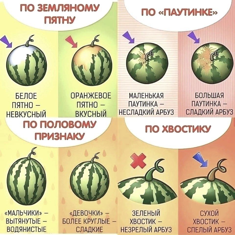 ЗЕМЛЯНЩАУ по ПАУТИНКЕ БЕЛЫЕ ПРАНЖЕВОЕ мдлгнькдя БОЛЬШАЯ пятно пятно _ пдутинкл пдутиыкд _ НЕВКУСНЫЙ ВКУСНЫЙ неспдпкий АРБУЗ спшкии АРБУЗ ПО ПОЛОЗОМУ ПО УВОСГИКУ призндку _ _ идльчики дЕвпчюь ЗЕЛЕНЫЙ сухой вычинутые воле кпуглыг хвпстик хвпстик впдянистыг СЛАДКИЕ ивзпелыйдпвуз спшымрвуз