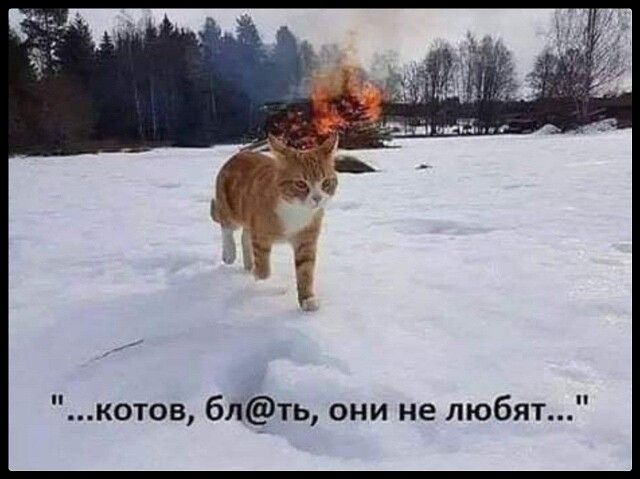котов блть они не любят