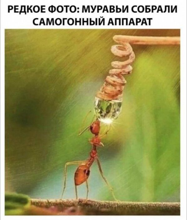 РЕДКОЕ ФОТО МУРАВЬИ СОБРАПИ САМОГОННЫЙ АППАРАТ