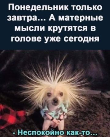 Понедельник только завтра А матерные мысли крутятся в голове уже сегодня
