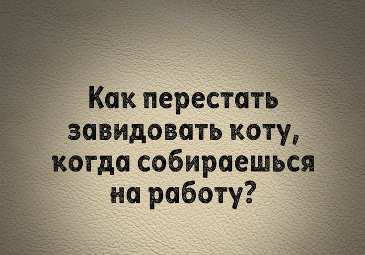 _ Как переста завидовать коту отда собираешьс на работу