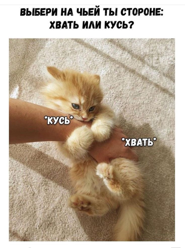 ВЫБЕРИ НА ЧЬЕЙ ТЫ СТОРОНЕ ХВАТЬ или КУСЬ __ 7531