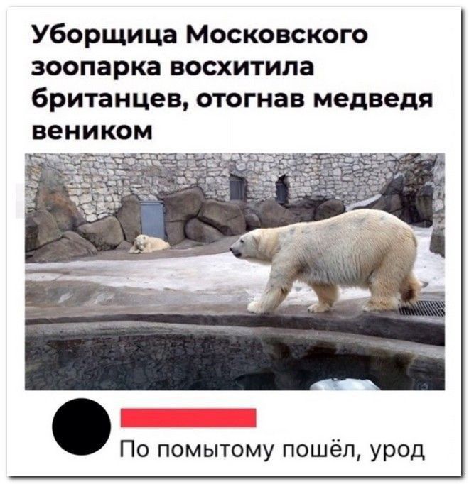 Уборщица Московского зоопарка восхитила британцев отогнав медведя По помытому пошёл урод
