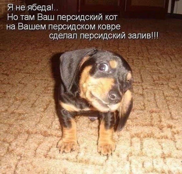 Я не ябеда Но там Ваш персидский кот на Вашем персидском ковре сдепап персидский залив