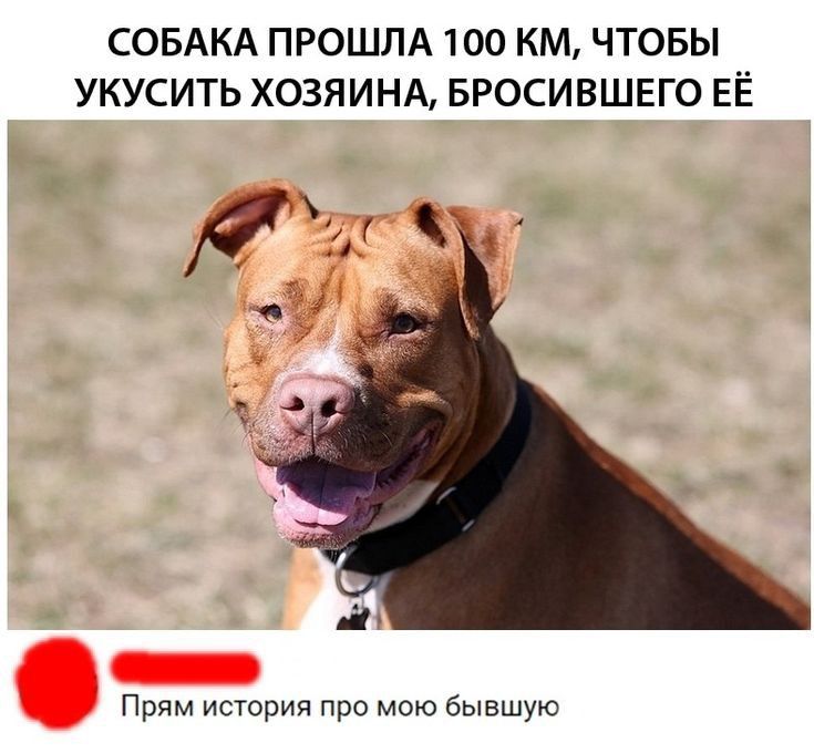 СОБАКА ПРОШЛА 100 КМ ЧТОБЫ УКУСИТЬ ХОЗЯИНА БРОСИВШЕГО ЕЁ КШ Прям история про мою бывшую