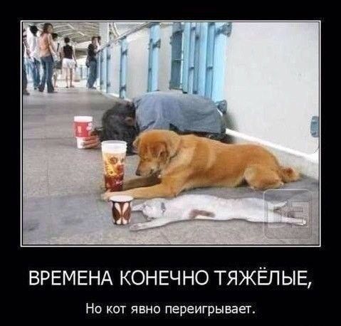 ВРЕМЕНА КОНЕЧ НО ТЯЖЁП ЫЕ На кот явно переигрывает