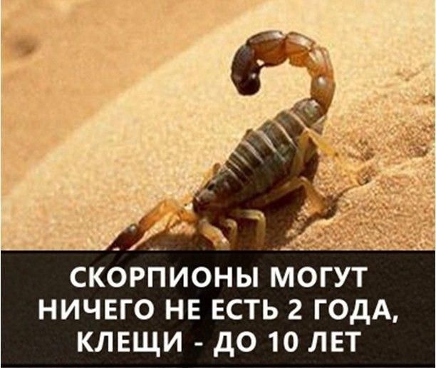 _ скорпионы могут ничего не ЕСТЬ 2 годА клещи до 10 лет