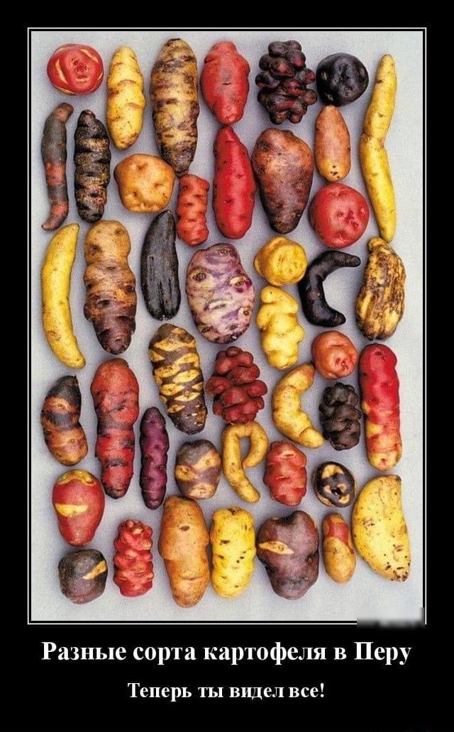 Разные сорта картофеля в Перу Теперь ты видел все