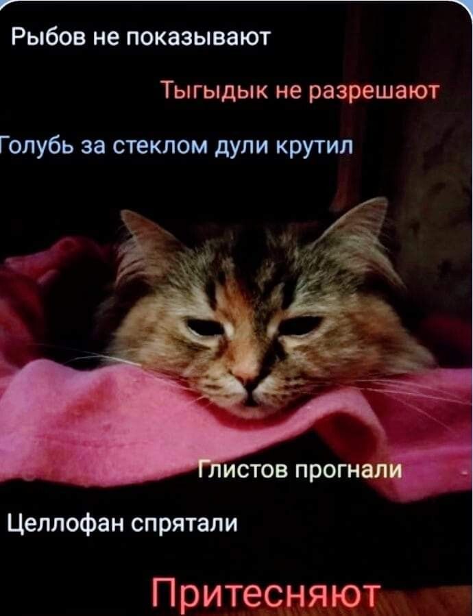 г т РЫбОВ не ПОКЗЗЫВЭ ЮТ ТЫ ГЫДЫК не разрешают Голубь за стеклом дули крутил истов прогнал Целлофан спрятали Притесняют