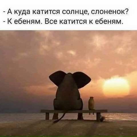 А куда катится солнце слоненок К ебеням Все катится к ебеням
