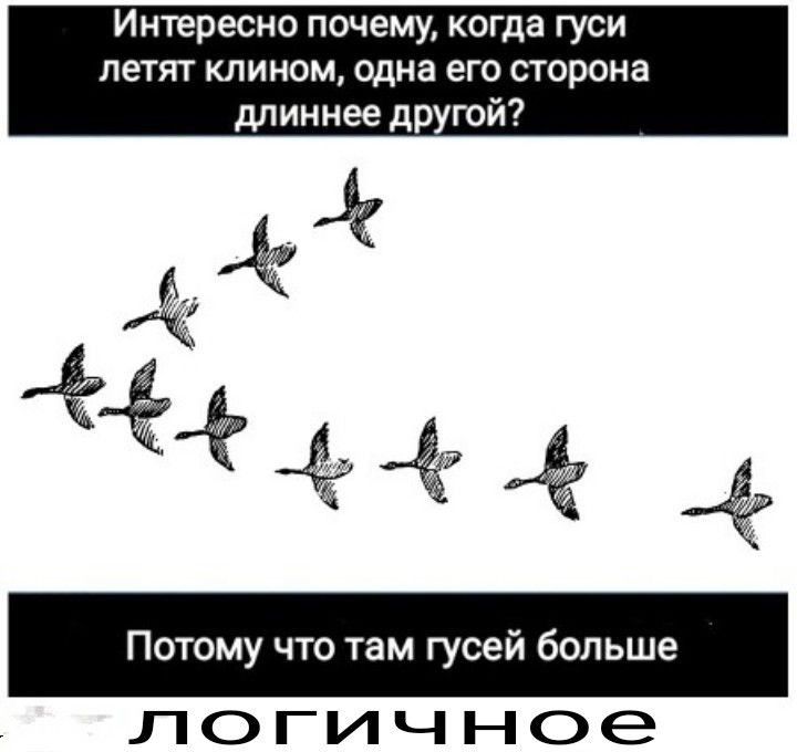 Интересно ПОЧЕМУ когда ГУСИ летят КЛИНОМ одна его стороне длиннее другой фсё Потому что там гусей больше ЛОГИЧНОЭ