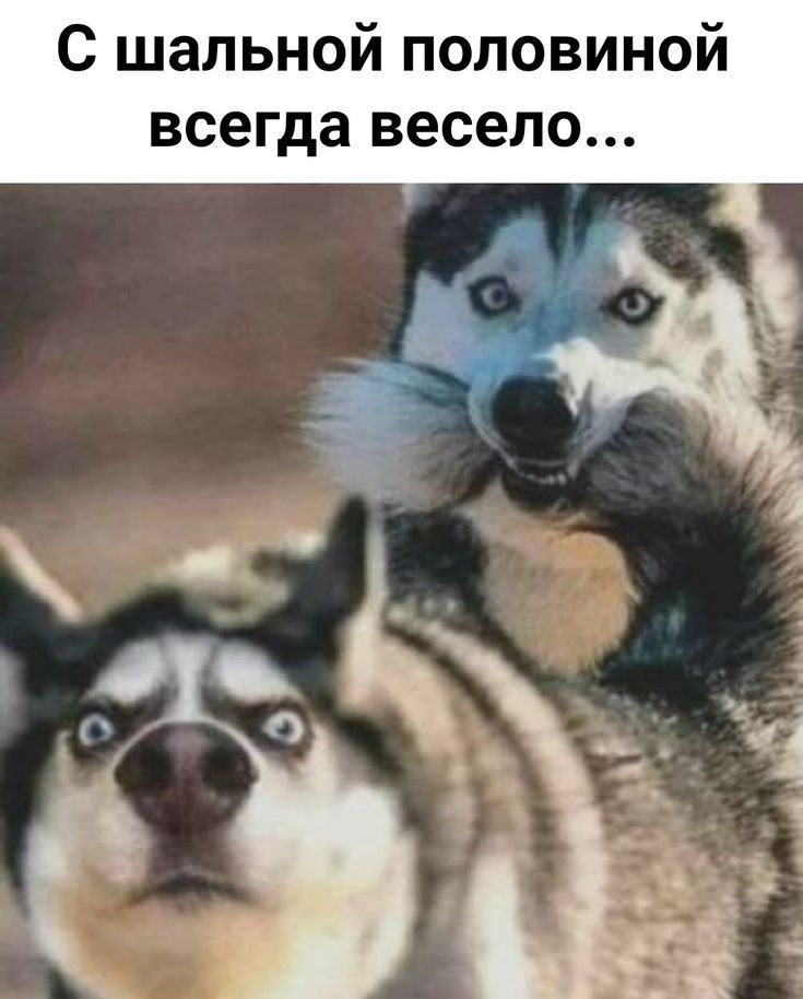 С шальной половиной всегда весело