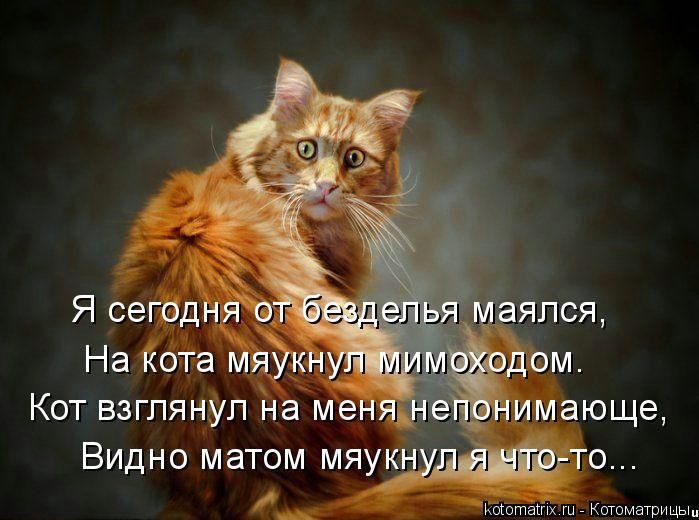 __ ташх Котоматрицыц