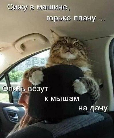 Сижу а машина к мышам на дачу