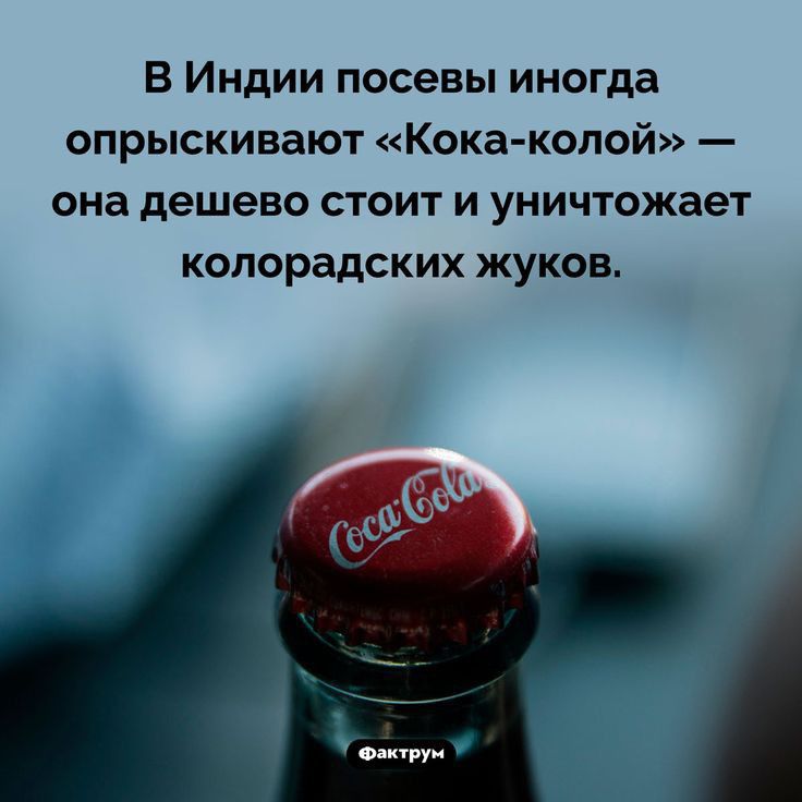 В Индии посевы иногда опрыскивают Кока колой она дешево стоит и уничтожает колорадских жуков Фаіктруи