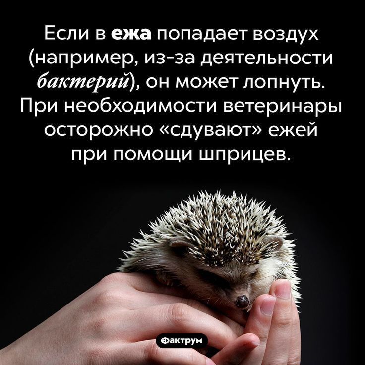 Если в ежа попадает воздух например из за деятельности бактерий он может лопнуть При необходимости ветеринары осторожно сдувают ежей при помощи шприцев