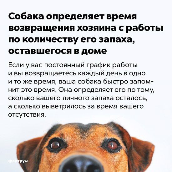 Собака определяет время возвращения хозяина с работы по количеству его запаха оставшегося в доме Если у вас постоянный график работы И Вы возвращаетесь КЭКДЫЙ день В одНО и то же время ваша собака быстро запом нит это время Она опрЕДепяет его по тому СКОЛЬКО ВЭШЕГО ЛИЧНОГО запаха ОСТЗПОСЬ а сколько выветрипось за время вашего ОТСУТСТВИЯ