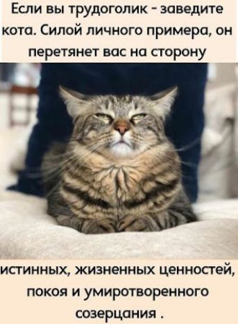 Если вы трудогопик заведите кота Силой личного примера он перетянет вас на сторону истинных жизненных ценностей покоя и умиротворенного созерцания