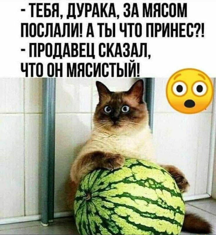 тввя дурдкд зд мясом послдлш А ты что принт прпддвш скдзш что рн мясистыш