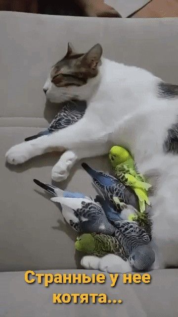 Шшшш дв дза шыгщ