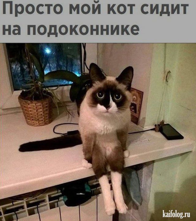 Просто мой кот сидит на подоконнике