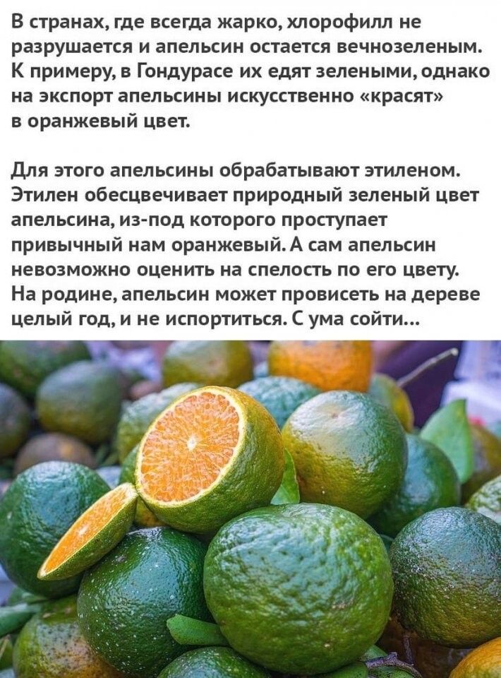 В странах где всегда жарко хлорофилл не разрушается и апельсин остается вечнозеленым К примеру в Гондурасе их едят зелеными однако на экспорт апельсины искусственно красят в оранжевый цвет Для этого апельсины обрабатывают зтиленом Этилен обесцвечивает природный зеленый цвет апельсина из под которого проступает привычный нам оранжевыйА сам апельсин невозможно оценить на спелосгь по его цвету На род