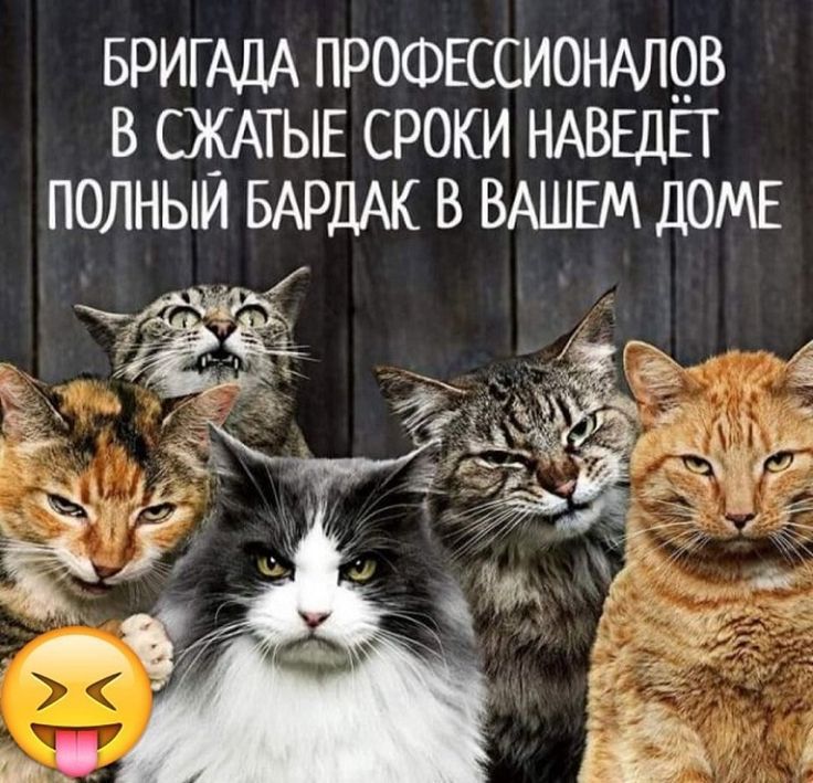 БРИГАДА ПРОФЕССИОНАЛ9В в ОКАТЫЕ сроки НАВЕДЕТ полныи БАРДАК в ВАШЕМ ДОМЕ