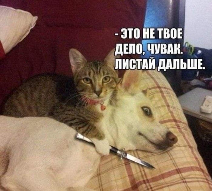 зто тво дшптпвшу нищий шыш