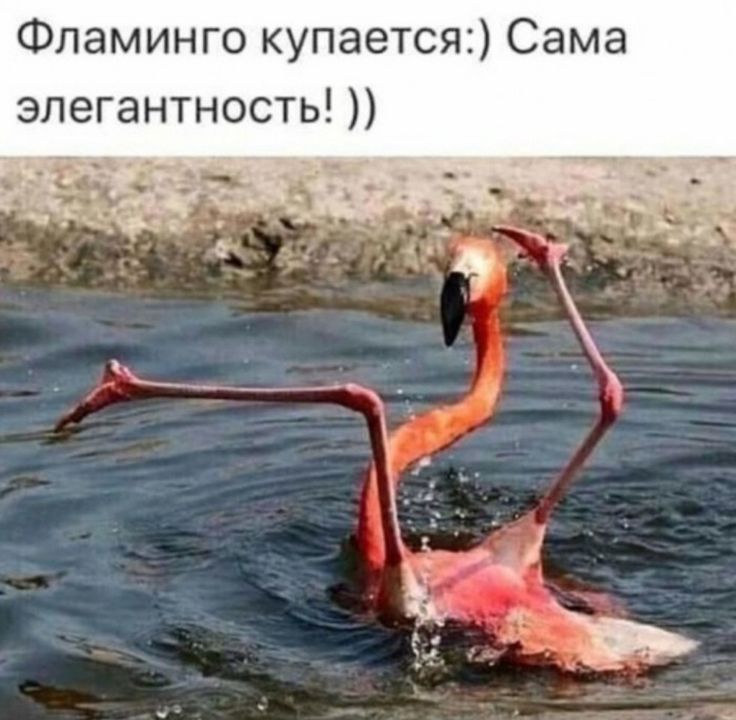 Фламинго купается Сама элегантность