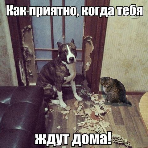 _ пан птно нокдаПЩШ