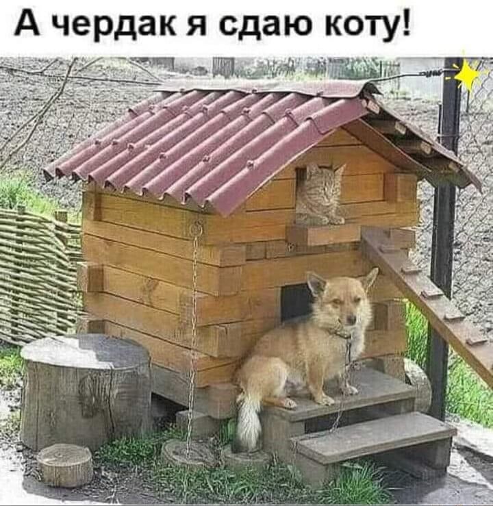 Ачерд коту