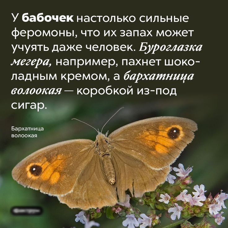 У бабочек настолько сильные феромоны ЧТО ИХ запах может учуять даже человек Буроглазка мегера например пахнет шоко ладным кремом а бархатница золотая коробкой изпод СИГЭЮ Бархатница волоская