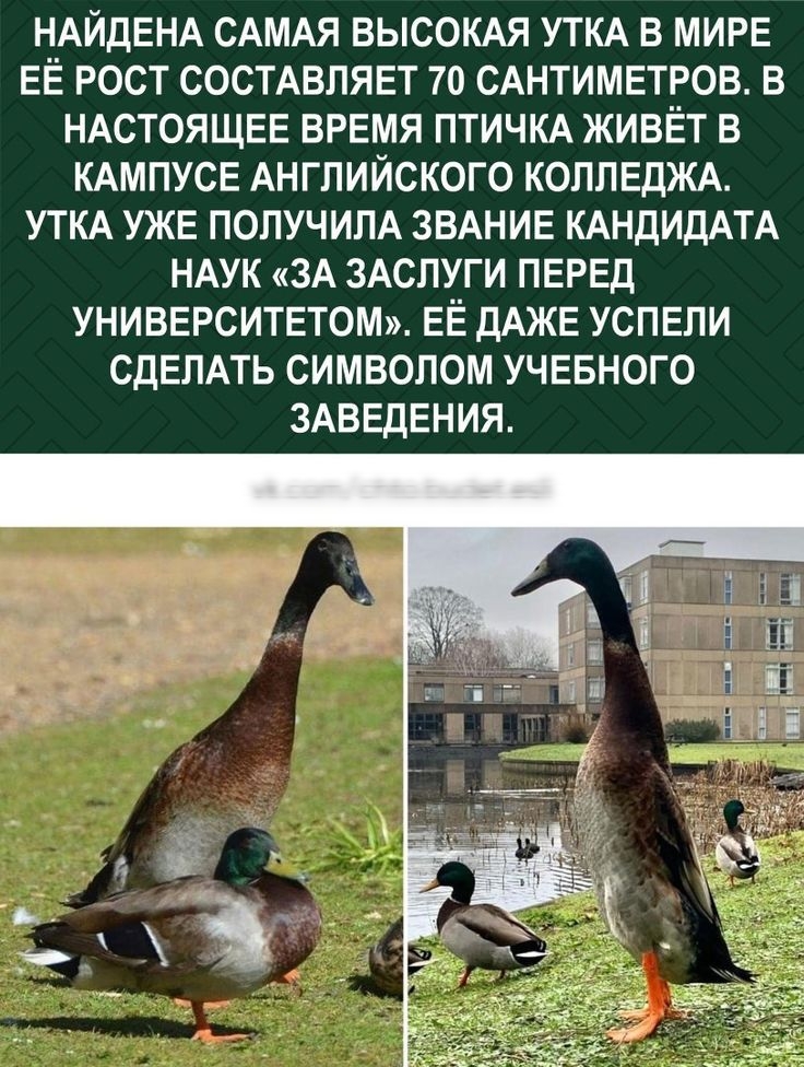 НАЙДЕНА САМАЯ ВЫСОКАЯ УТКА В МИРЕ ЕЁ РОСТ СОСТАВЛЯЕТ 70 САНТИМЕТРОВ В НАСТОЯЩЕЕ ВРЕМЯ ПТИЧКА ЖИВЁТ В КАМПУСЕ АНГЛИЙСКОГО КОЛЛЕДЖА УТКА УЖЕ ПОЛУЧИЛА ЗВАНИЕ КАНДИДАТА НАУК ЗА ЗАСЛУГИ ПЕРЕД УНИВЕРСИТЕТОМ ЕЁ ДАЖЕ УСПЕЛИ СДЕЛАТЬ СИМВОЛОМ УЧЕБНОГО ЗАВЕДЕНИЯ