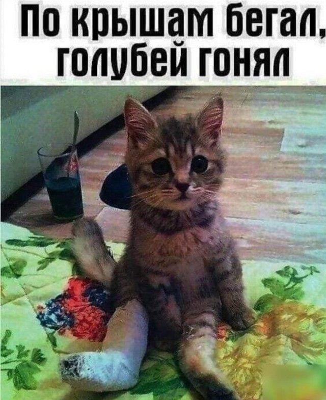по крышам бегал голубеигцняа