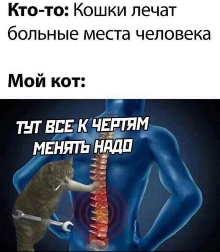 КТО ТО КОШКИ ЛЭЧЭТ больные МЕСТЗ ЧЕЛОВЕКд Мой кот ТНТ ВСЕ К ЧЕРТЯМ МЕНЯТЬ НддП