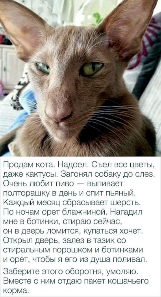 Продам кота Надоел Съеп все цветы даже кактусы Загонял собаку до слез Очень ЛЮбИТ ПИВО БЫПИВЭЭТ полторашку в день и спит пьяный Каждый месяц сбрасывает шерсть По ночам орет блажнинои Нагадил мне в ботинки стираю сейчас ОН В дверь ЛОМИТСЯ КУПЗТЬСЯ ХОЧЕТ Открыл дверь залез в тазик со стиральным порошком и ботинками И СВЕТ ЧТОБЫ Я ЭГО ИЗ душа ПОЛИБЭЛ Заберите этото оборотня умоляю Вместе с ним отдаю 