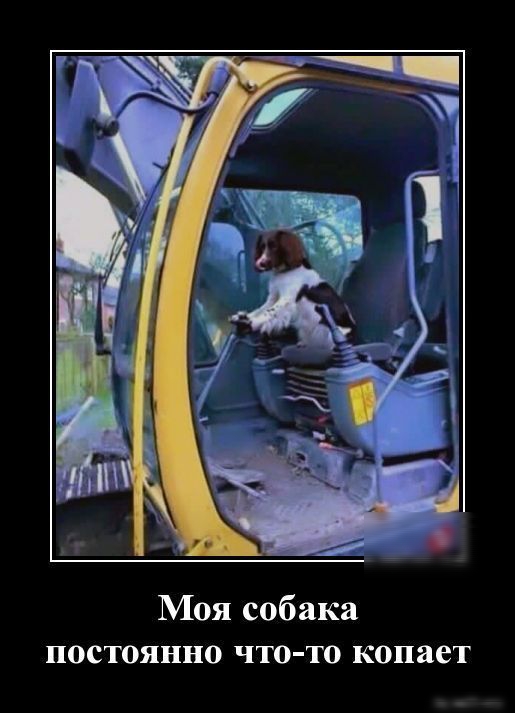 Моя собака постоянно что то копает